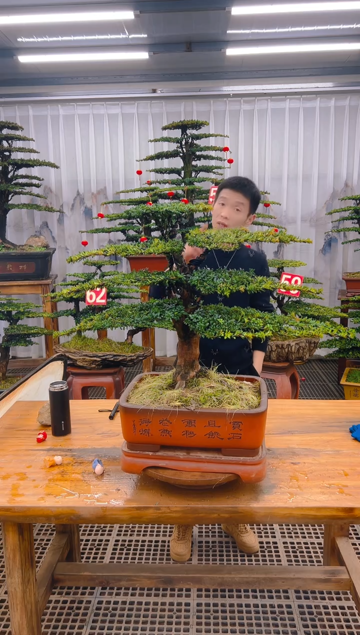 【闪购商品】紫砂精品盆景直播间一物一拍