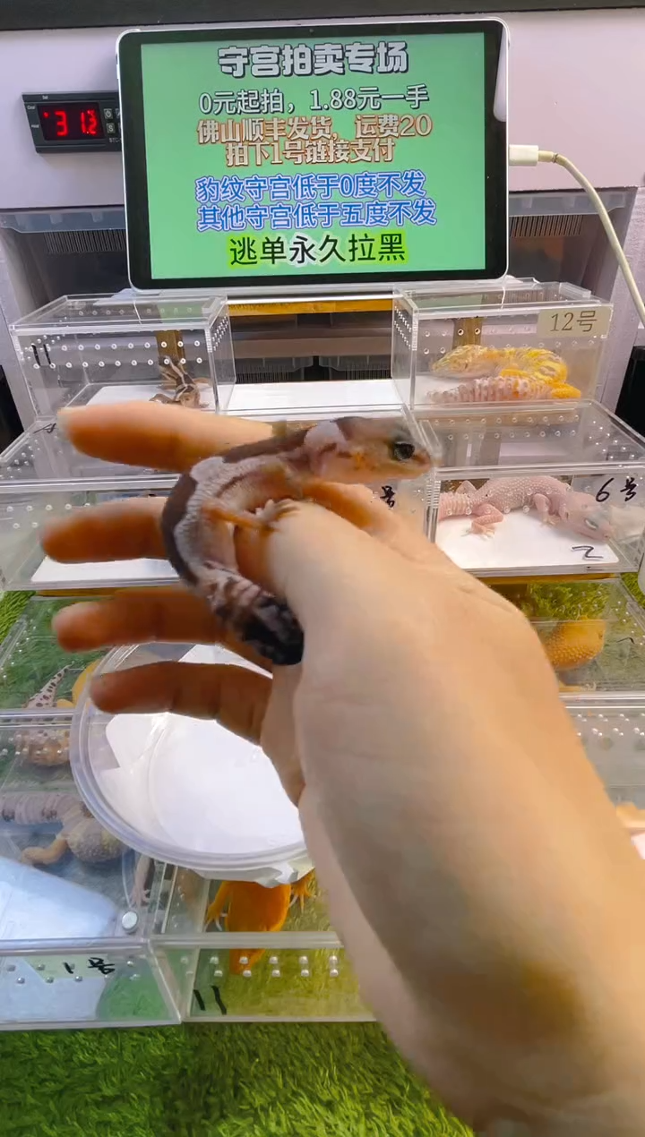 豹纹守宫守宫可爱温顺迷人好看