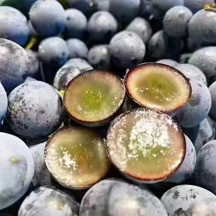 【蓝宝石葡萄】新疆当季鲜果，葡萄味浓味道酸甜超好吃新疆维吾尔自治区