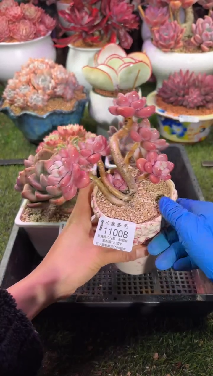 【闪购商品】11008