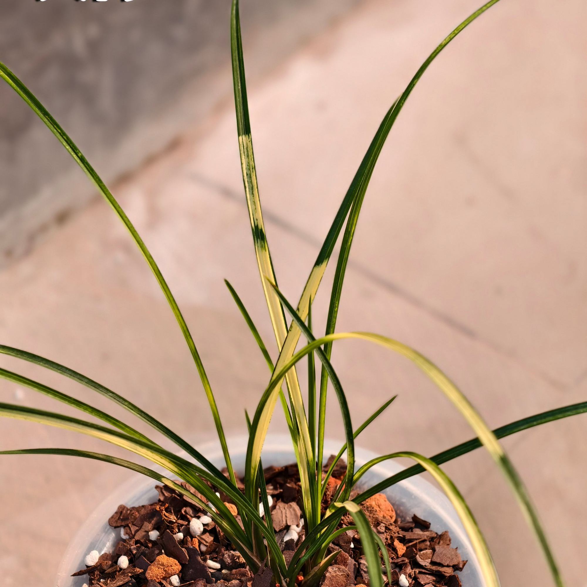 赵鹏推荐--高端铭品 天际