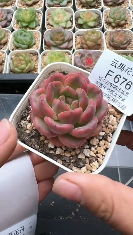 676F云禹多肉植物 默认脱土纸巾打包 3颗包邮