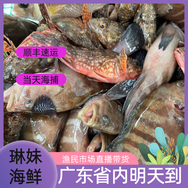 广东阳江天然小渔村野生小杂鱼，介意大小慎拍，500g起拍