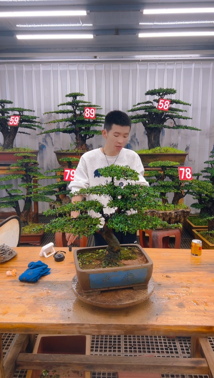 精品盆景直播间一物一拍