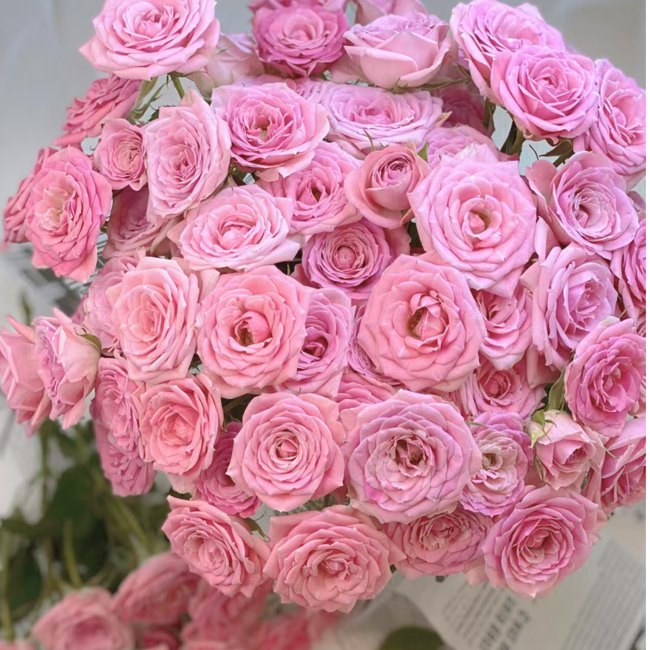 【温柔水晶】多头玫瑰  稀有品种 一单包邮  云南昆明斗南基地直发