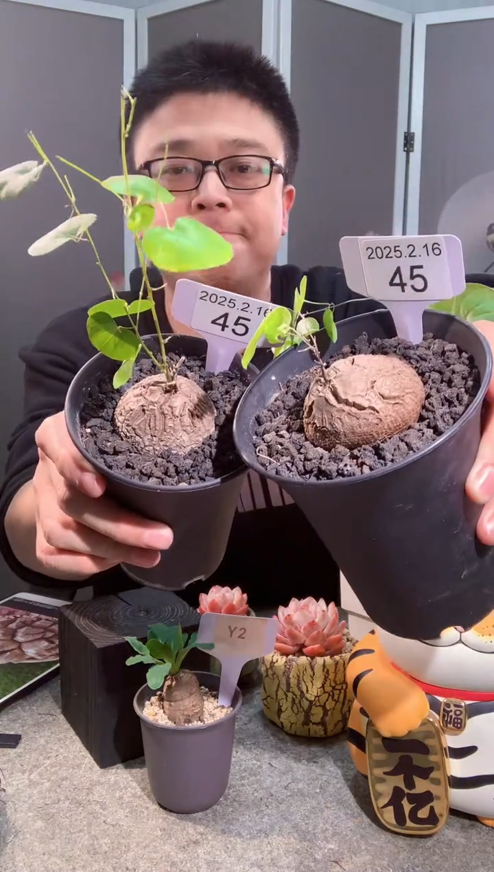 【闪购商品】南非龟甲龙2.16.45