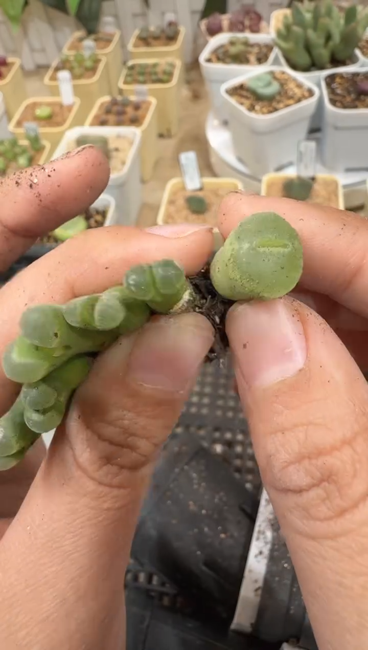 28-192多肉植物肉锥