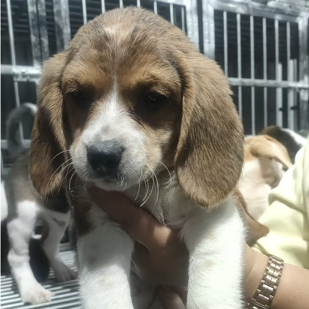 聪明听话大耳朵比格犬幼犬小型猎兔猎犬可爱宠物狗