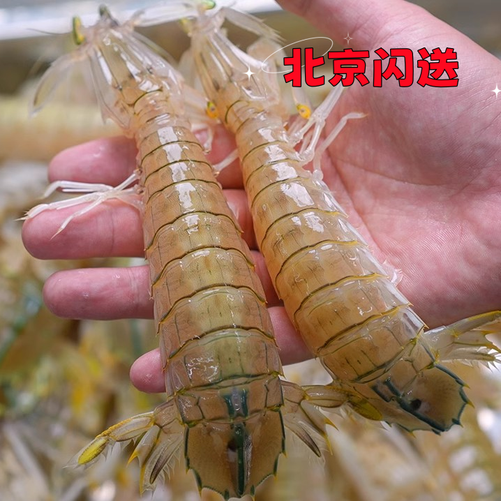 【新鲜全母】 大号皮皮虾（一斤18-22只左右）新鲜皮皮虾 虾爬子 爬爬虾【刚牺牲的 】     