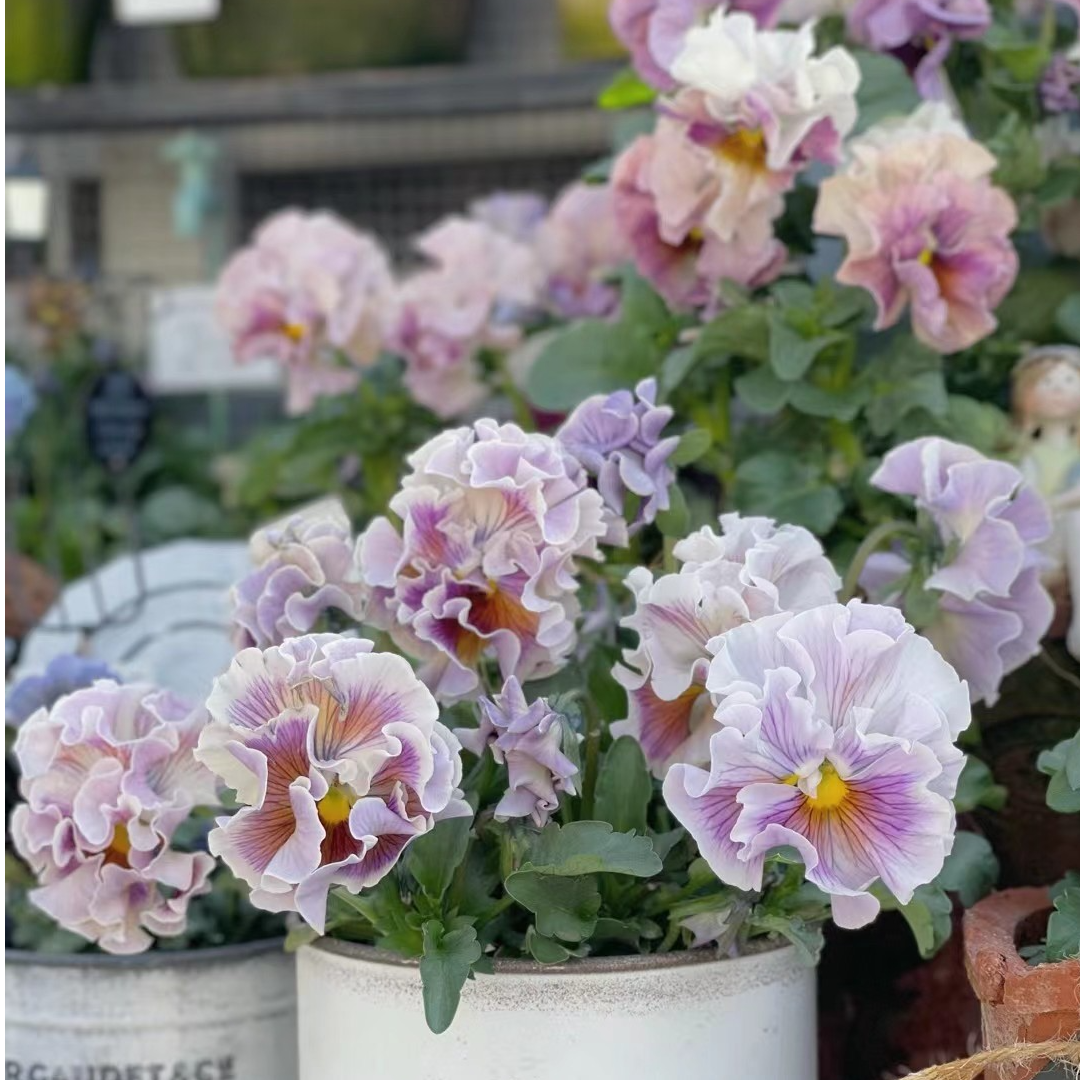 【祝星】皱边角堇盆栽四季好养耐寒冬天庭院阳台秋冬春花卉花期长