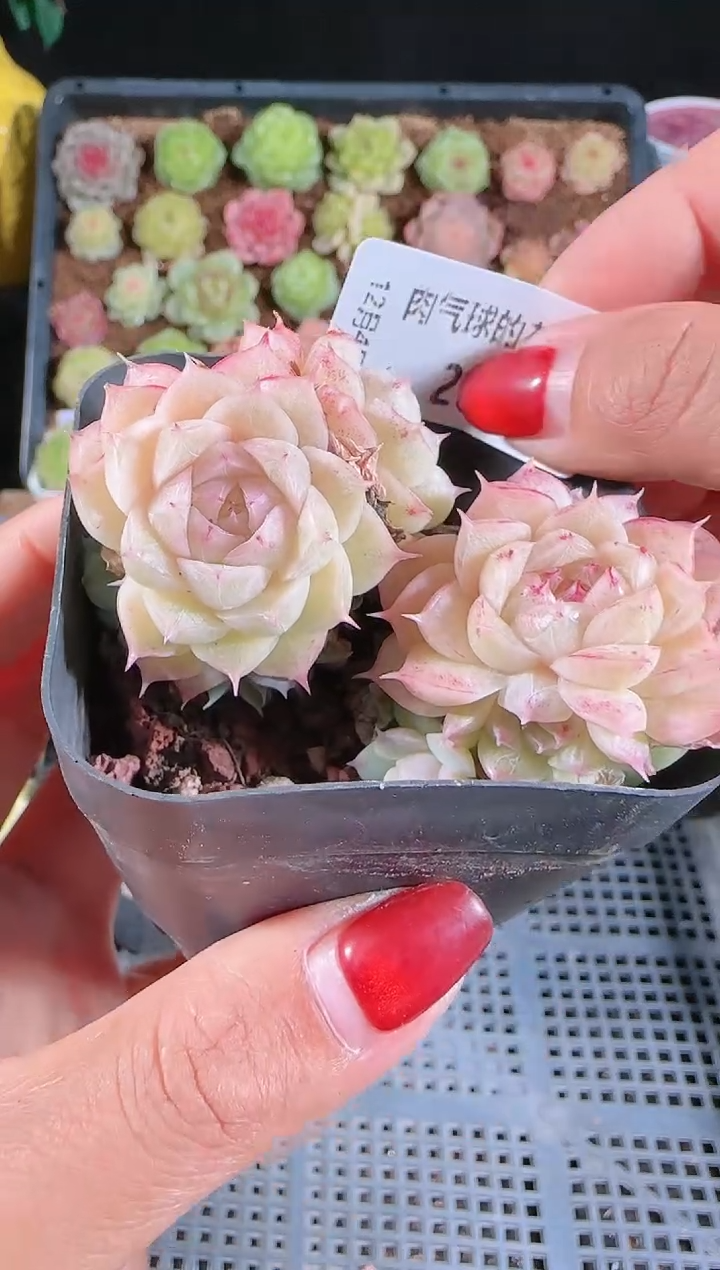 1204-208多肉群生不包整