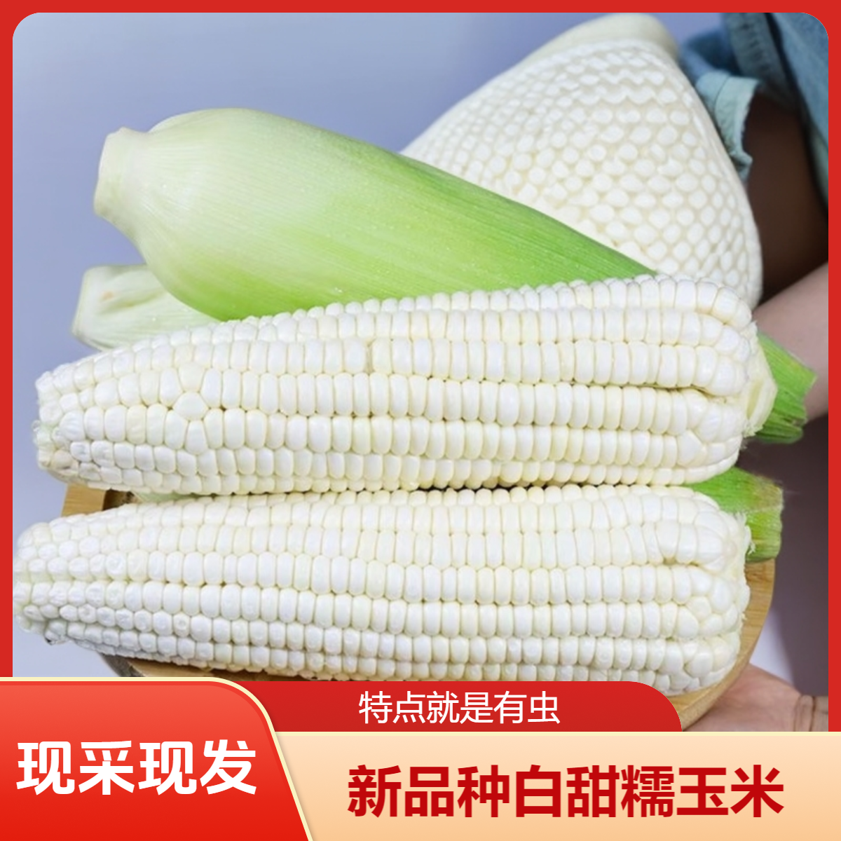 白甜糯玉米 香甜软糯带皮当季蔬菜现掰现发 农家种植有虫介意勿拍