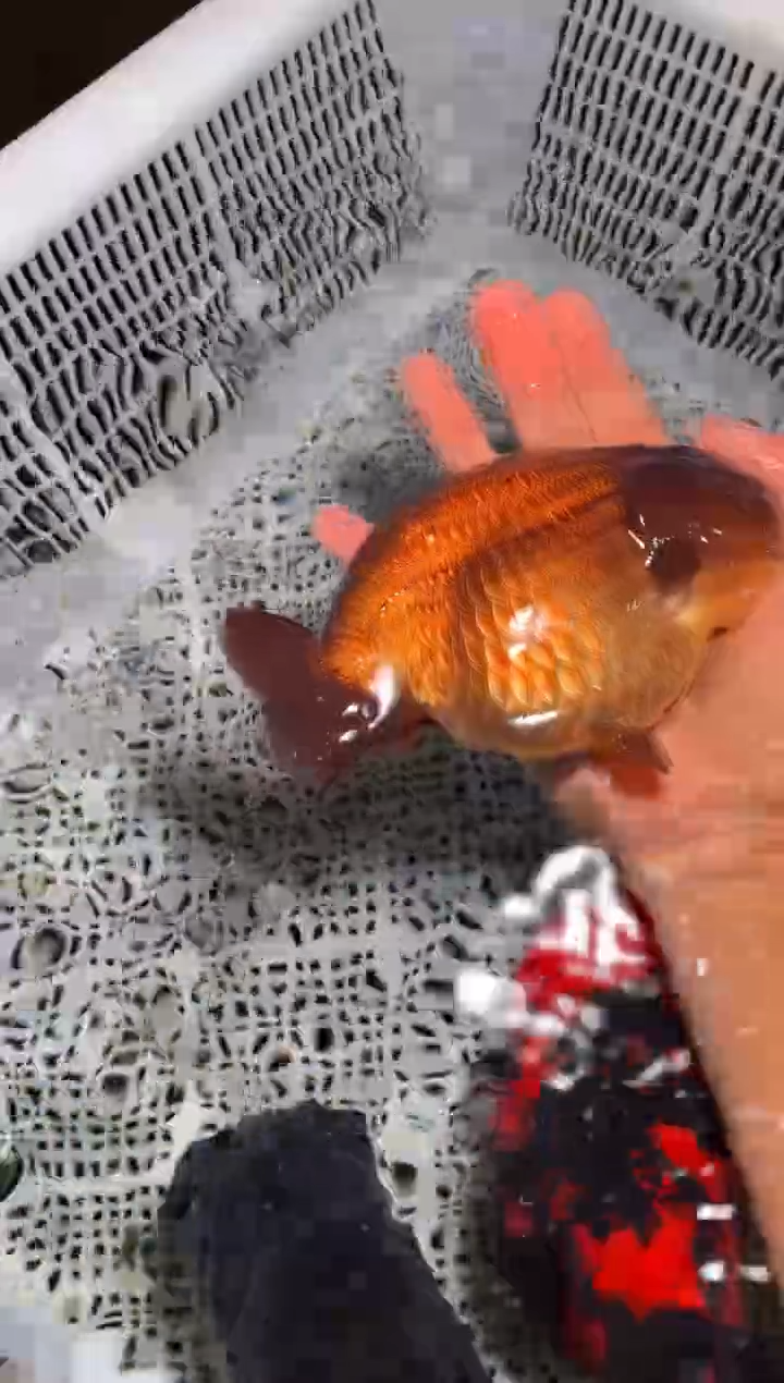 金鱼（运费自理，马印灯照射）福州追鱼兰寿金鱼