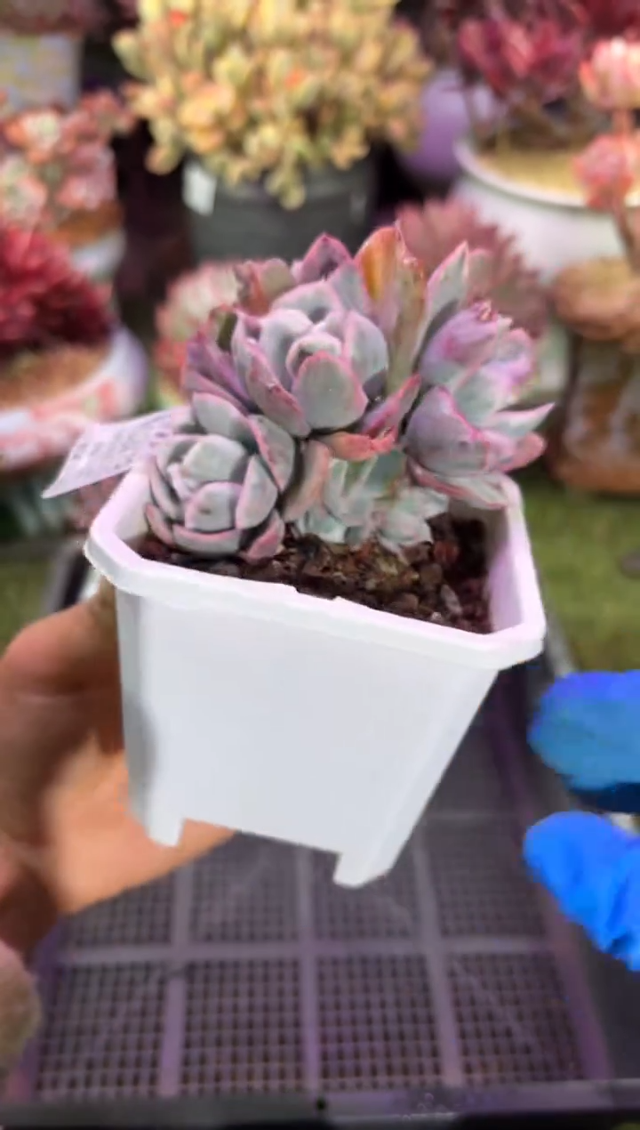 【闪购商品】02479