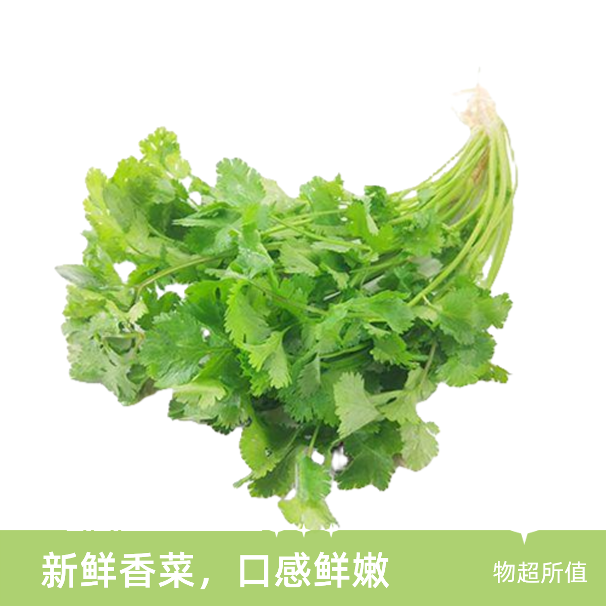 【五泉精选】点缀增香 鲜香菜150g 
