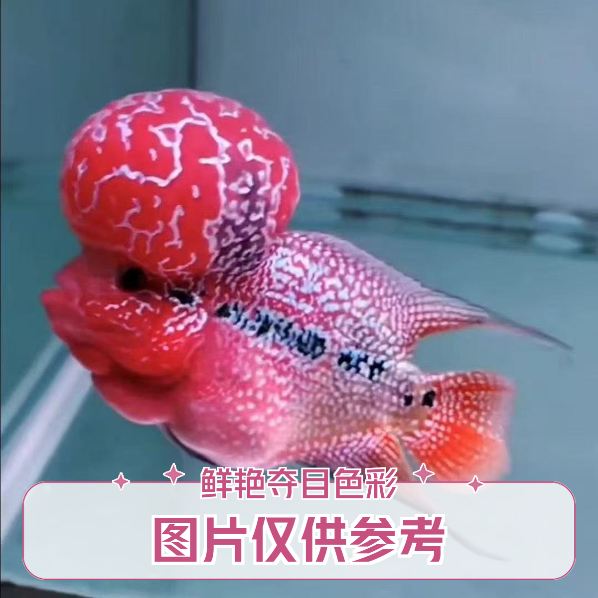 鸿运当头罗汉鱼活体观赏鱼好养耐活淡水渔场发货1