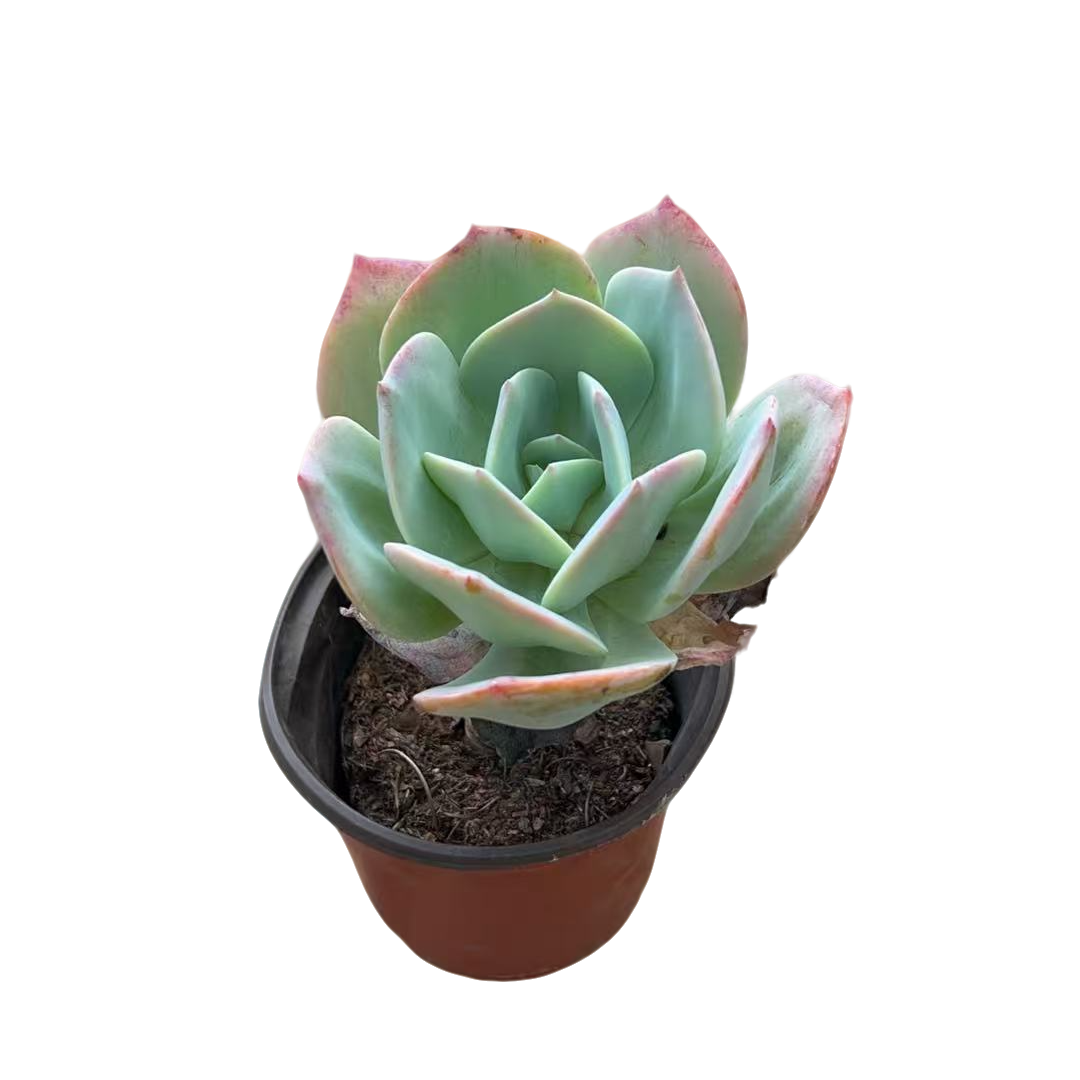 白凤 （满15包邮 直播间展示为准）