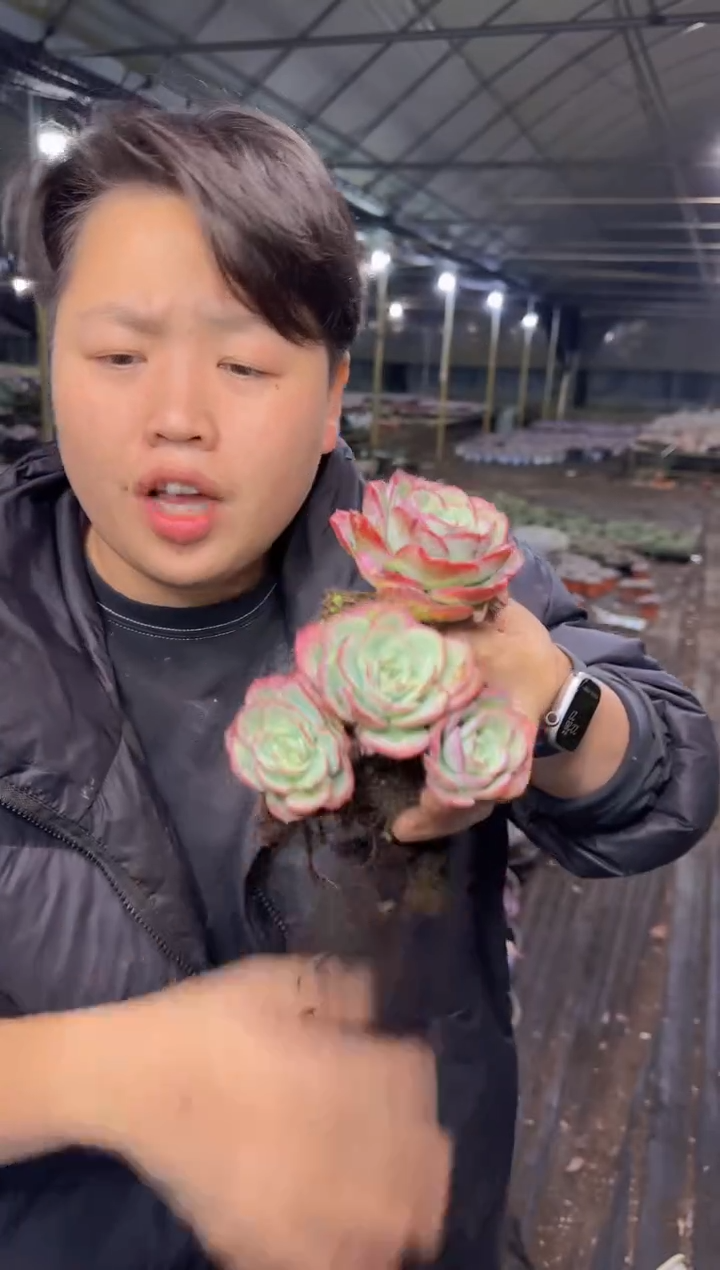 老桩奶油黄桃  5  