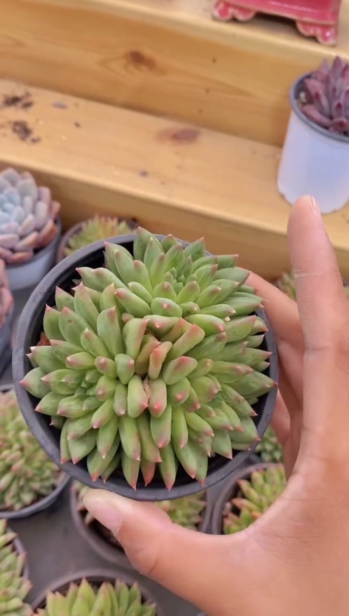 54-甲骨文三头群生2颗（量拍）