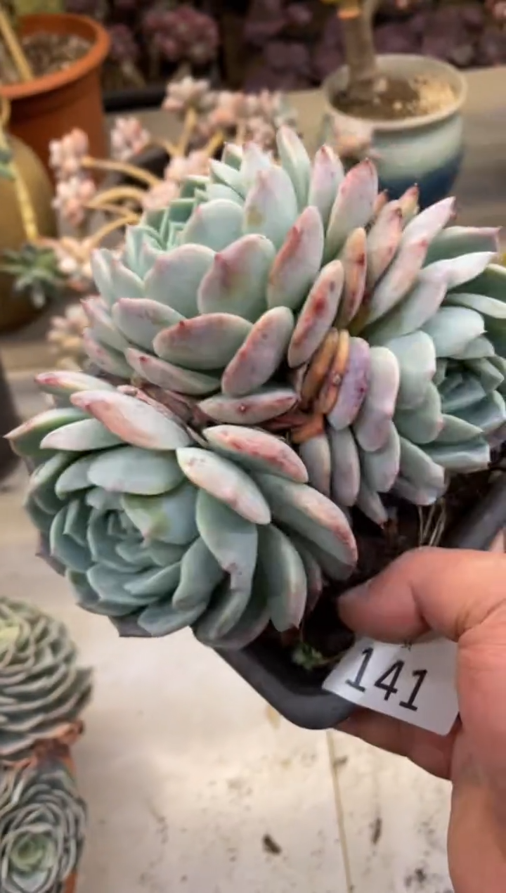 【闪购商品】141不纯爱