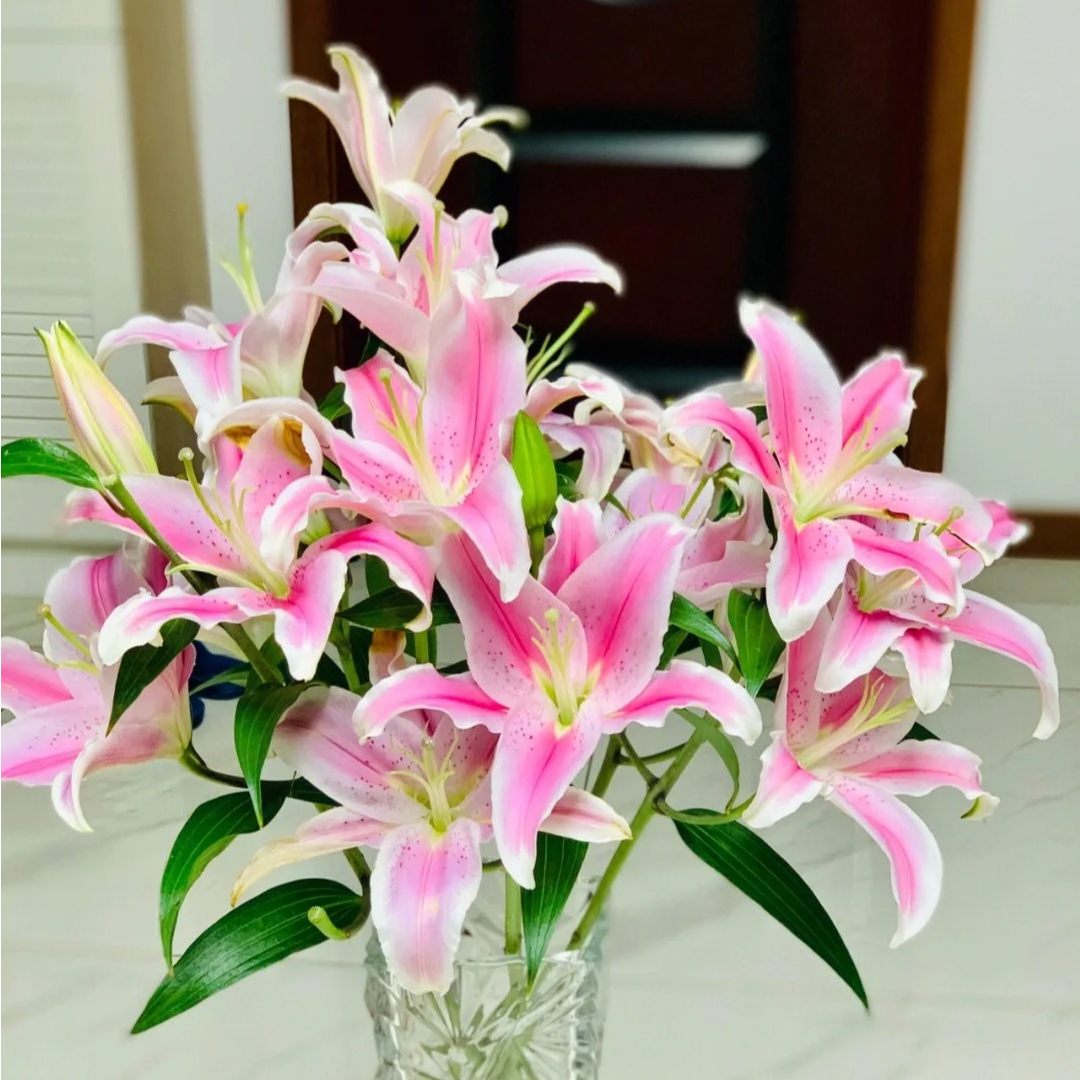 【索尔邦百合】香水百合云南鲜花一单包邮包邮 发货后不支持退款