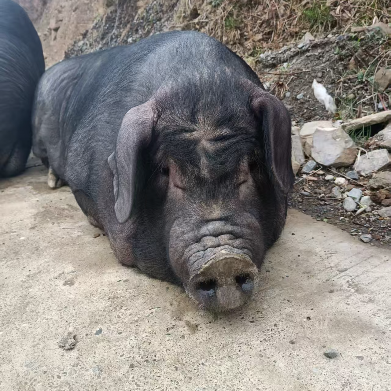 （一物一拍）实际重量以直播间为准散养跑山黑猪肉新鲜现称顺丰包邮