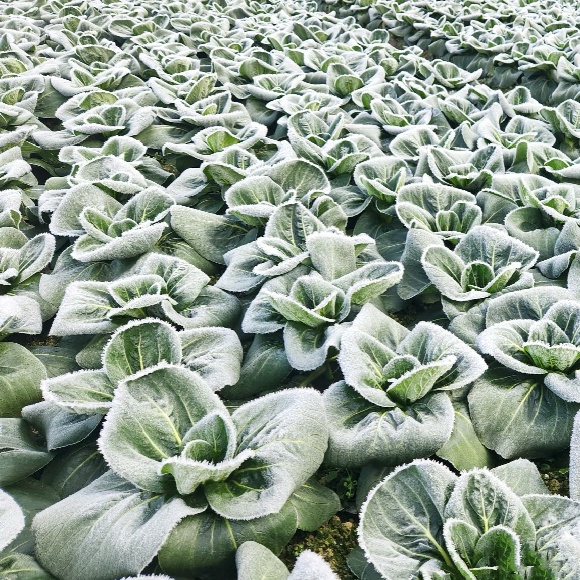 【崇明矮脚菜】落霜矮脚菜小青菜农家种植现采现发软糯微甜露天种植霜冻青菜