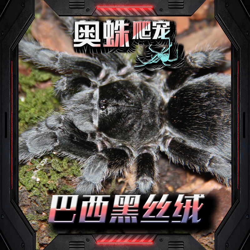 巴西黑丝绒宠物蜘蛛大型蛛新手入门好养不踢毛容易上手新手必备