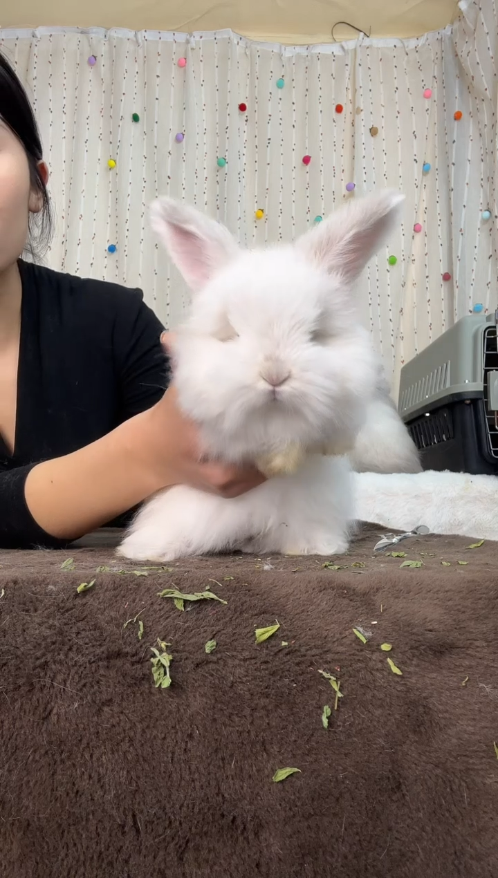 英系安哥拉兔英系霜白安哥拉弟弟 特价199