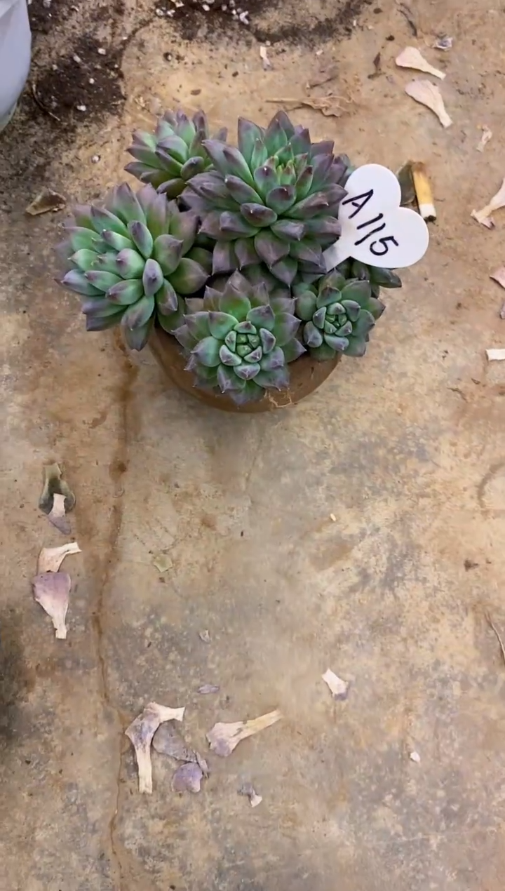 L****女           A115号￥26