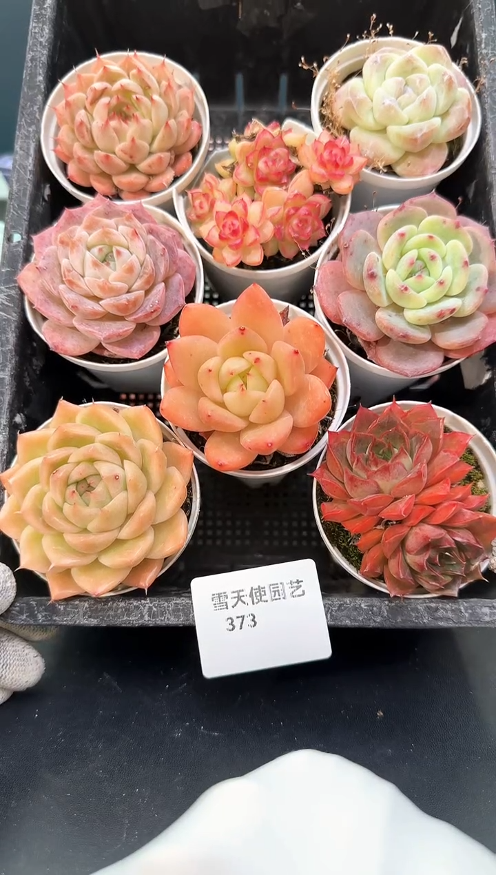 373     多肉8 颗 