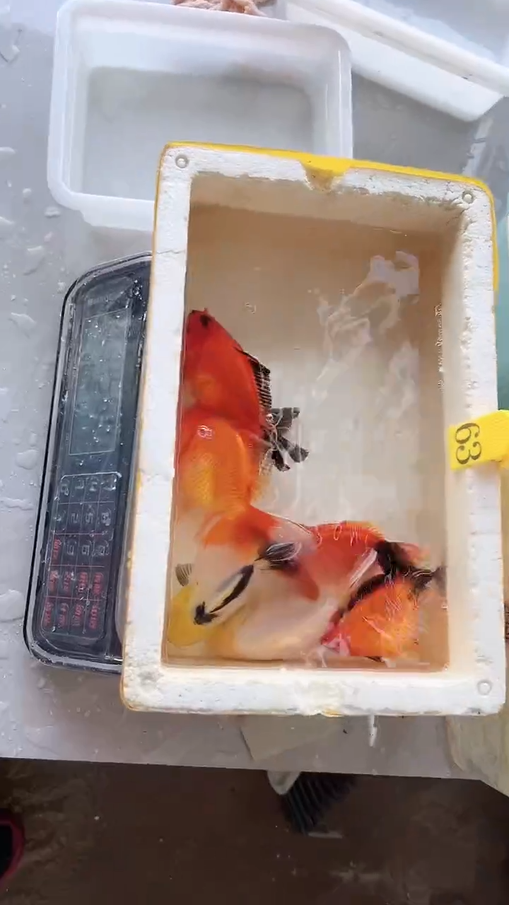 金鱼活体观赏鱼63号