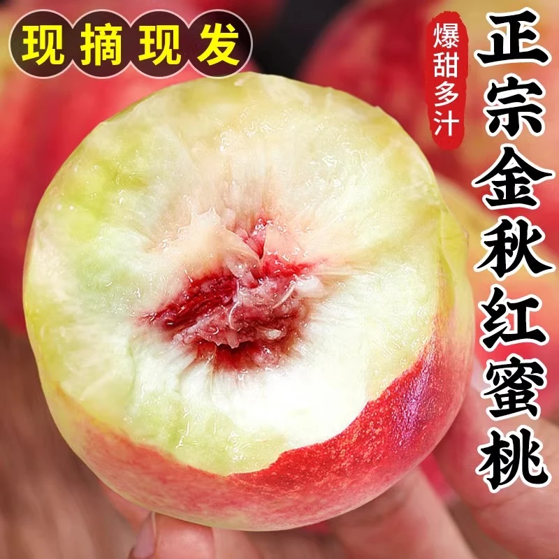 【现摘现发】精选山东蒙阴金秋红蜜桃甜脆软两吃甜度高桃香味浓郁1