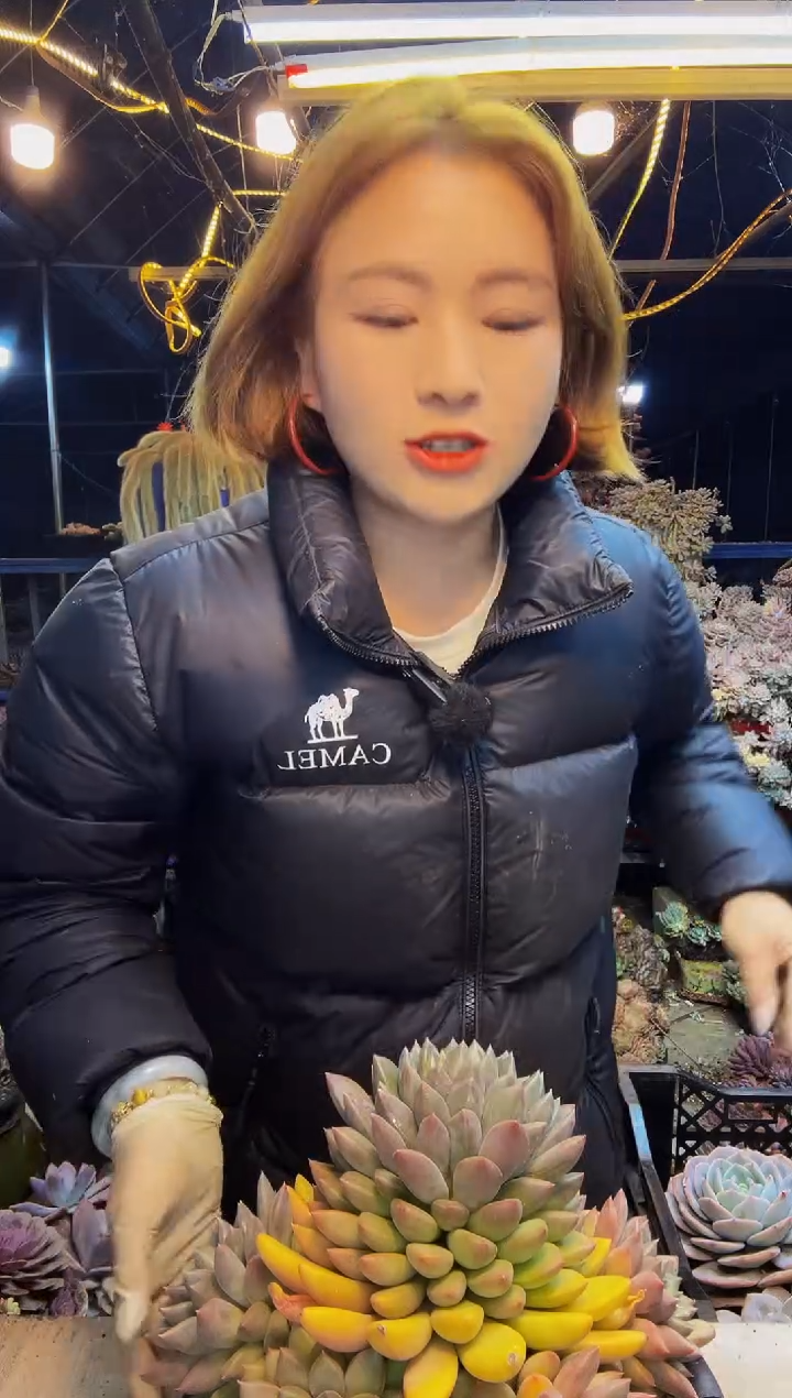 20号一物一拍脱土包邮