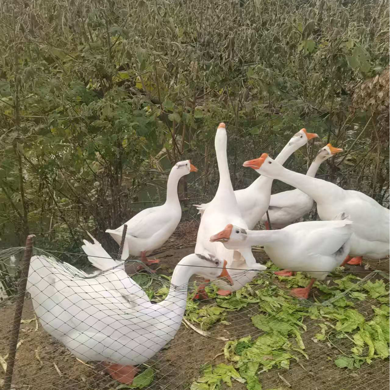 宝应过大江农户自家散养湖边大老鹅
