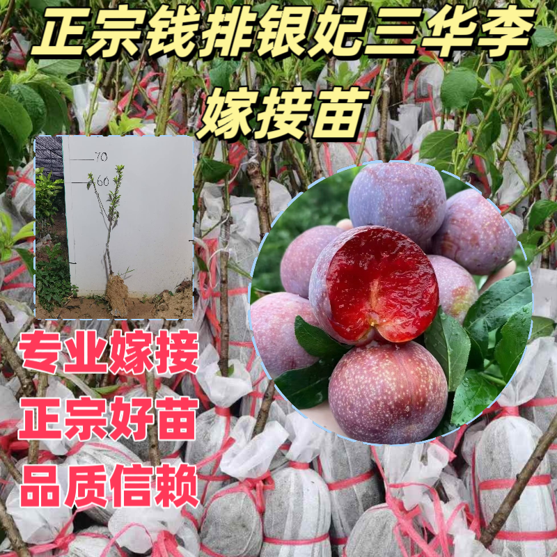 正宗钱排银妃三华李果树苗三月李嫁接苗纯正品种嫁接苗