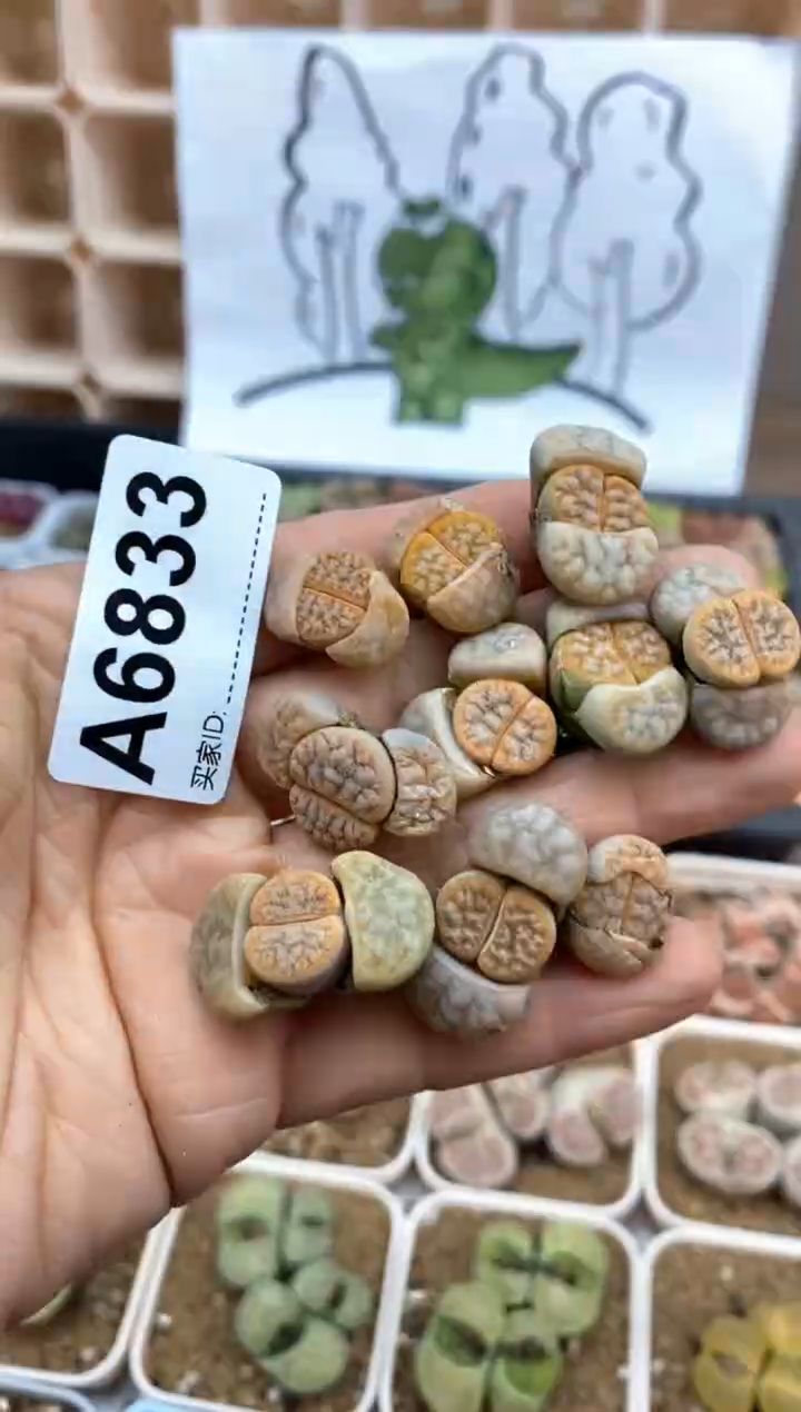 【闪购商品】6833直播一物一拍