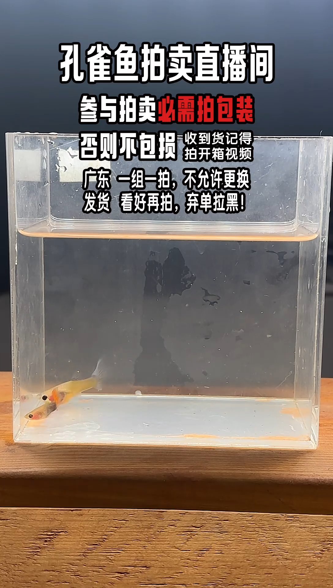 孔雀鱼蓝礼服玻璃猫1对