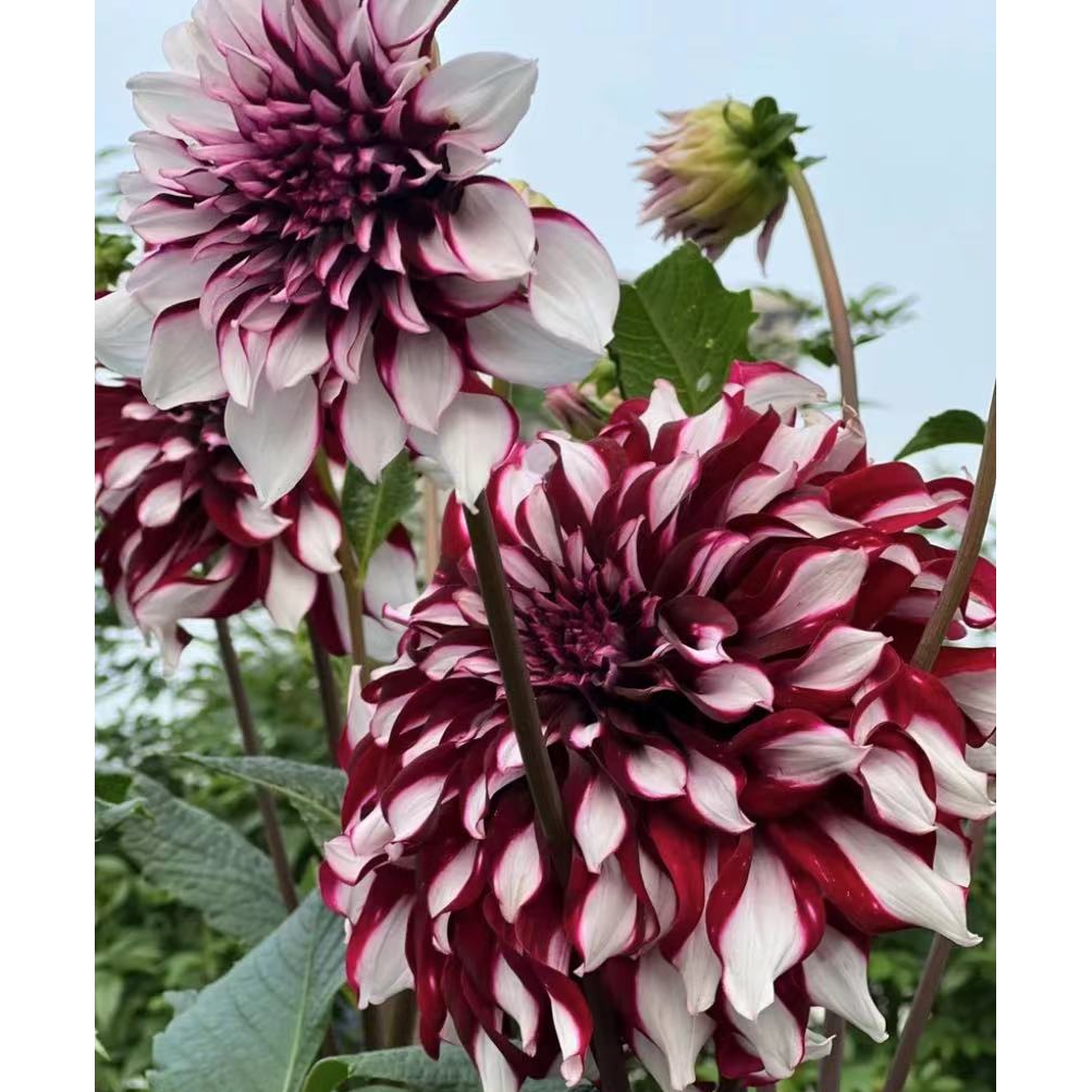 【大花格子】精品巨型大丽花种球盆栽地栽当年开花宠粉福利