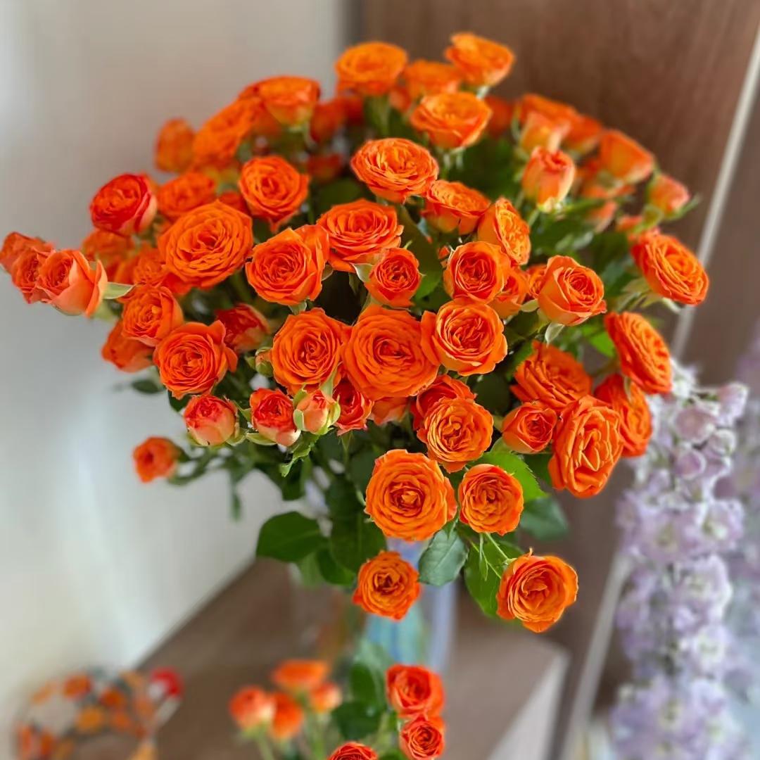 【橙芭比泡泡】橙色系多头玫瑰巨好开 品质鲜花顺丰1单包邮