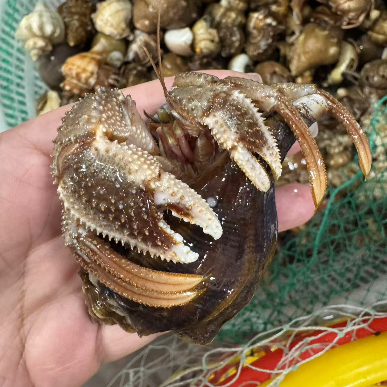 庄河本地纯野生虾怪（小壳）保鲜不保活  三斤顺丰冷链包邮