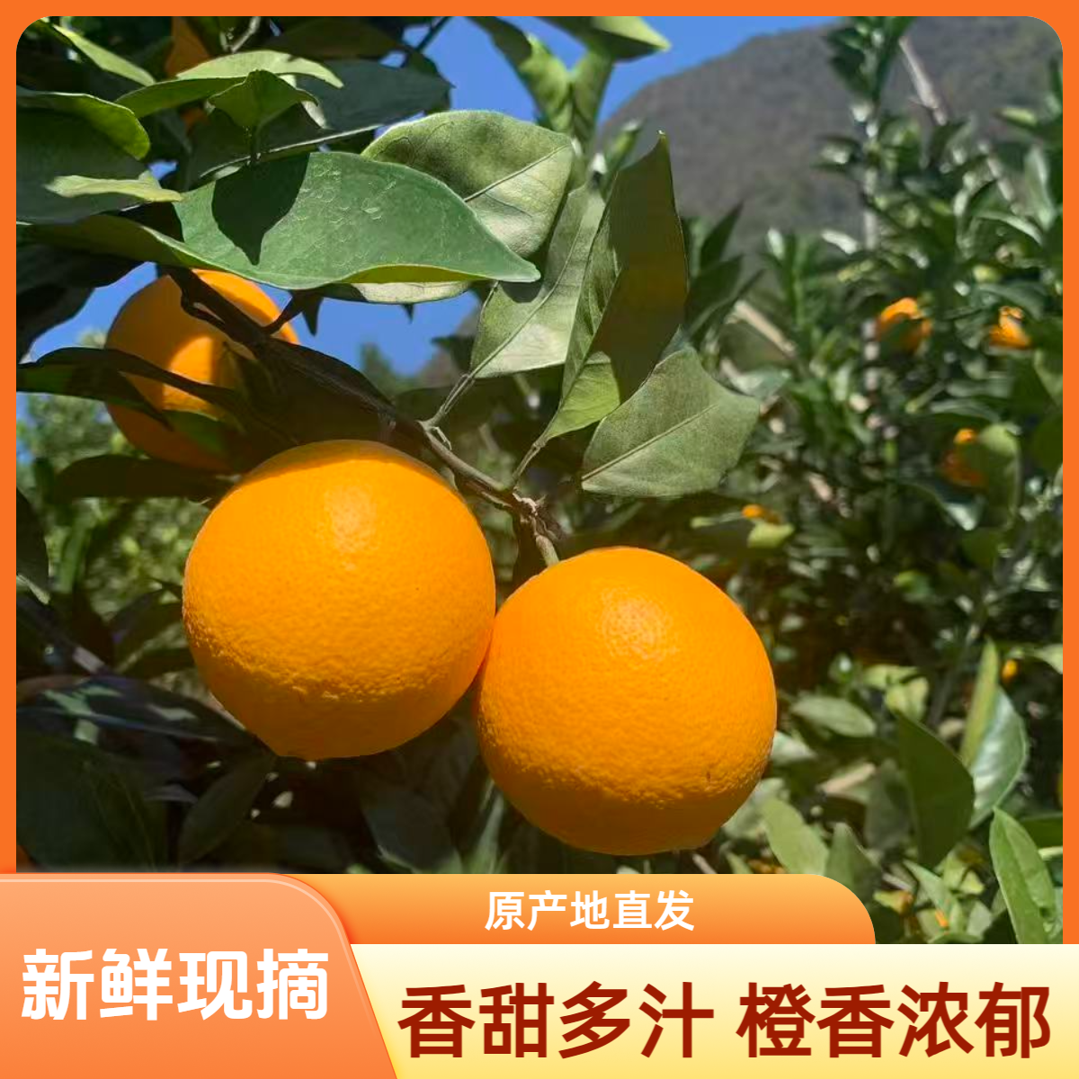 HX江西赣南脐橙原产地直发新鲜当季水果香甜多汁手剥橙子整箱5斤/10斤江西省