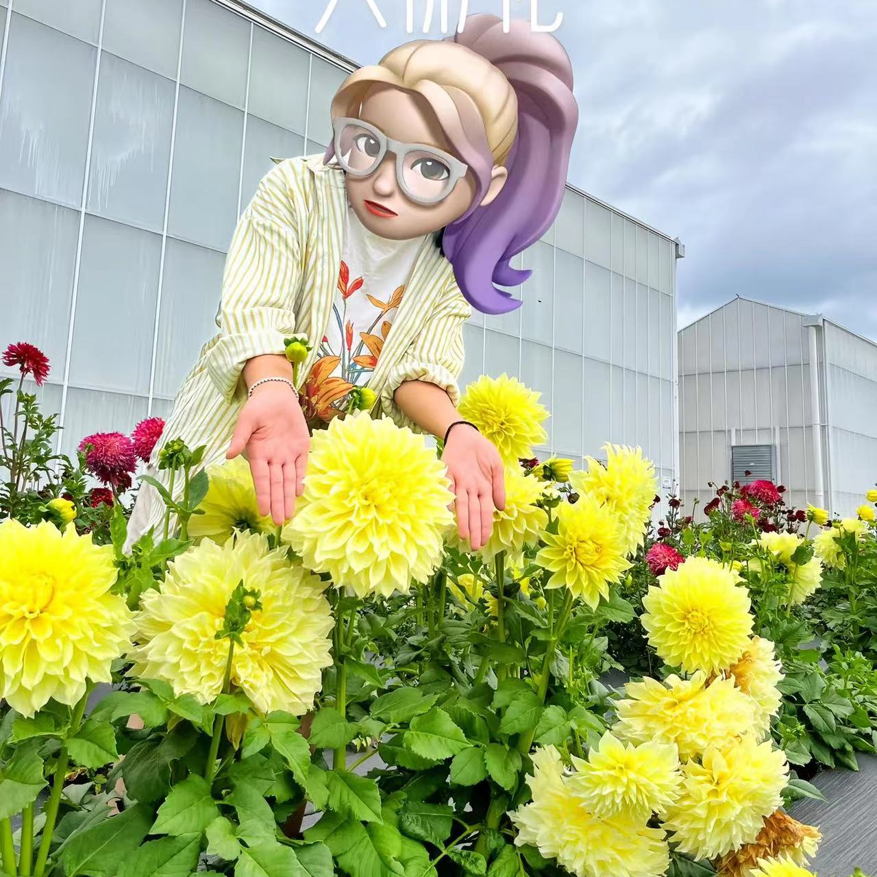 大丽花品种大全【新疆西藏邮费到付专拍链接】当年开花宠粉福利