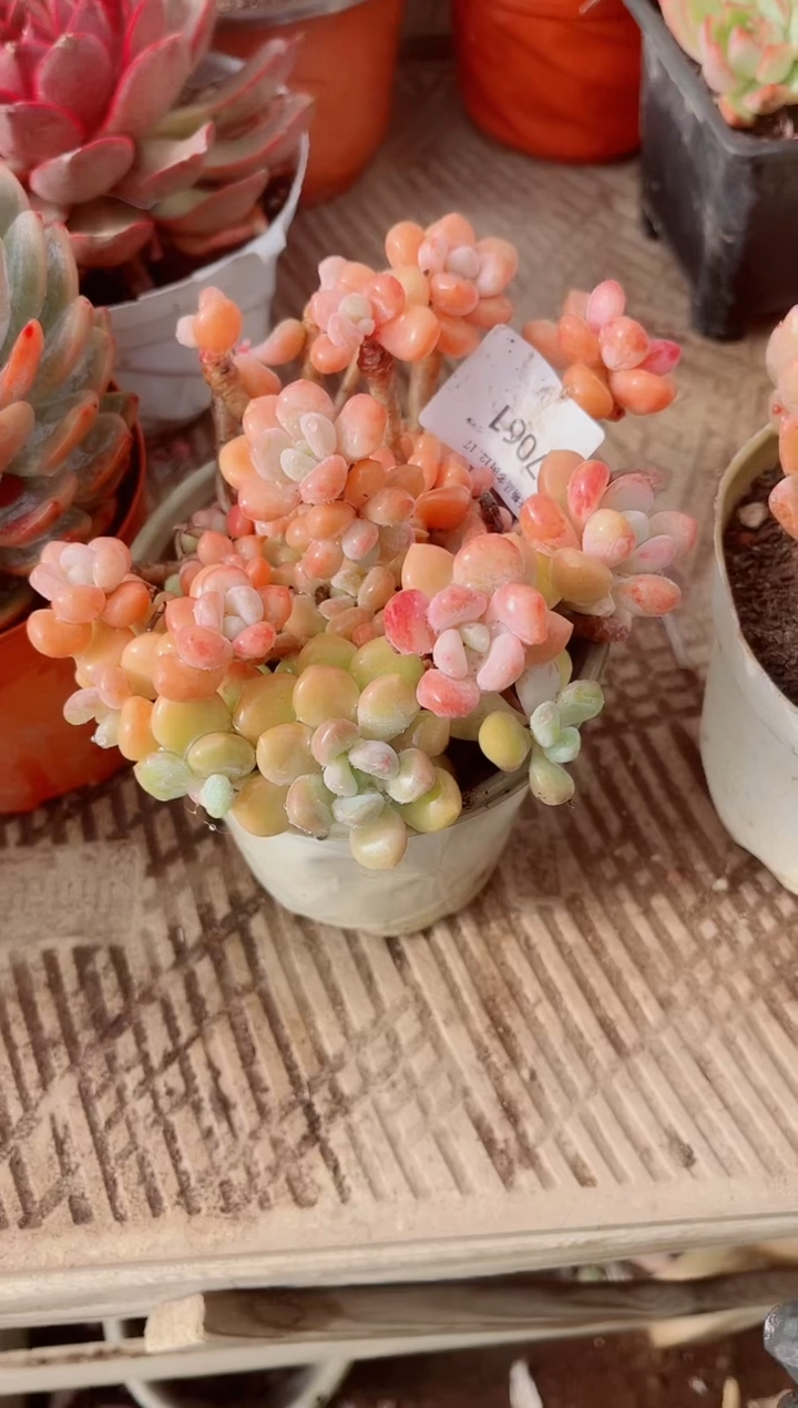 心*斋跃跃精品多肉17061