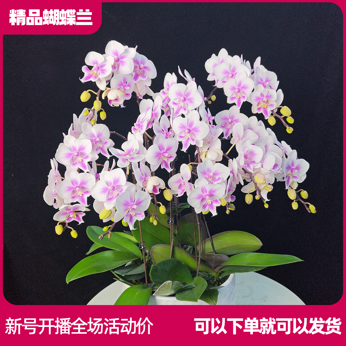 【阿雅B01】任意两颗包邮 只拍一颗默认【发苗】