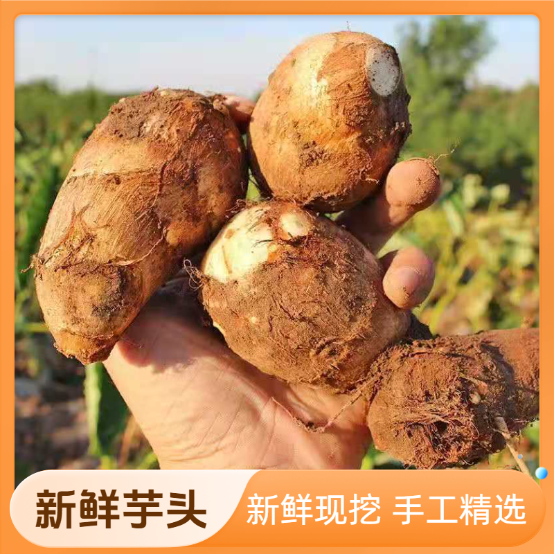 贵州小芋头红白芋香糯软糯农家牛奶芋艿芋头新鲜现挖批发农家蔬菜