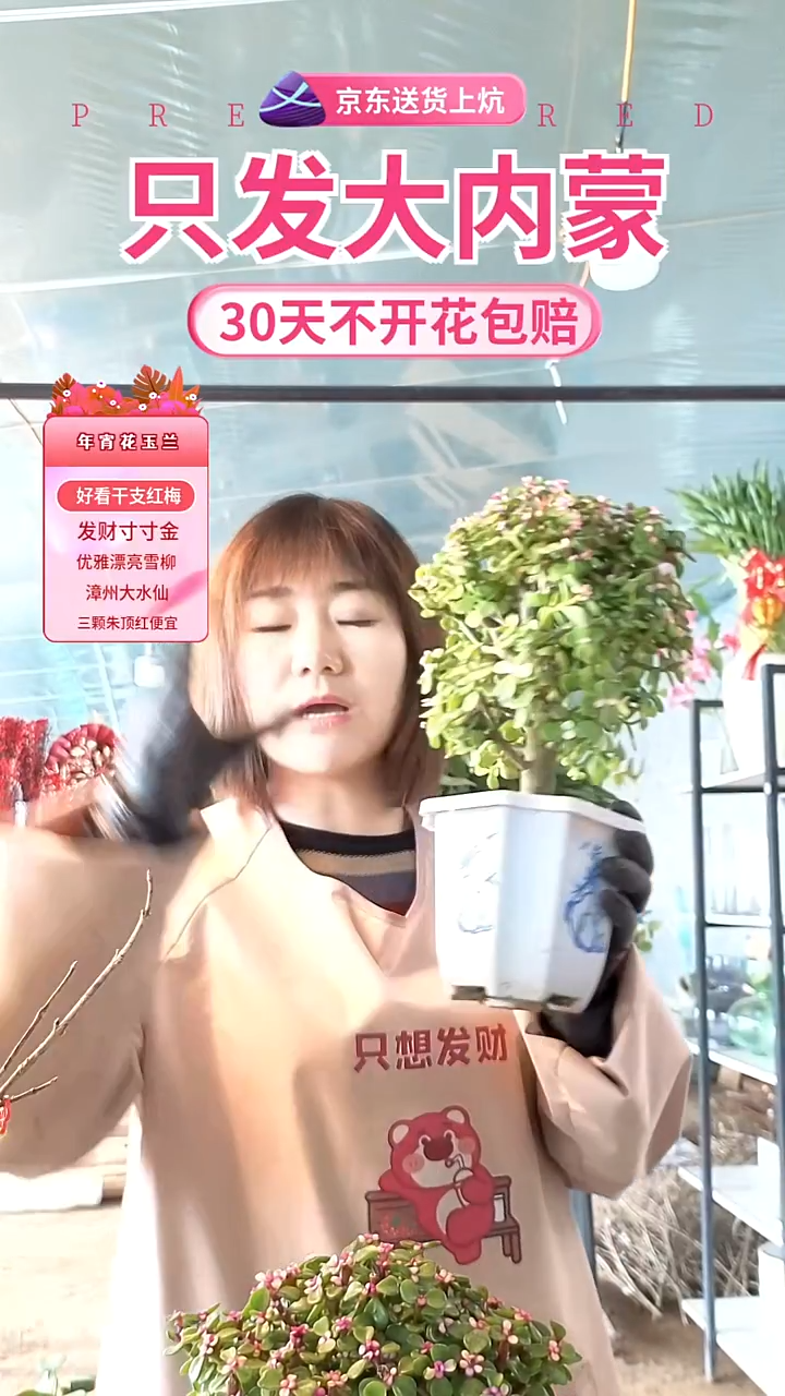 无花朵大盆金枝玉叶