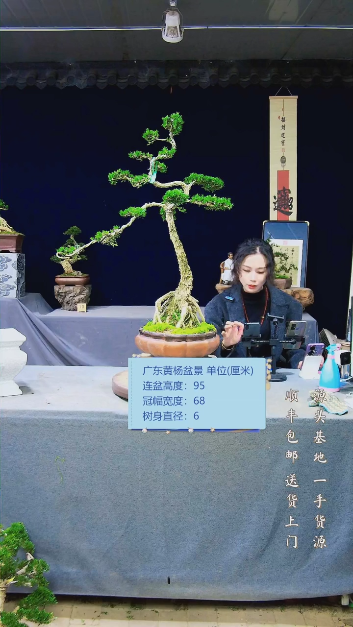 【闪购商品】雀舌黄杨盆景雀舌黄杨盆景