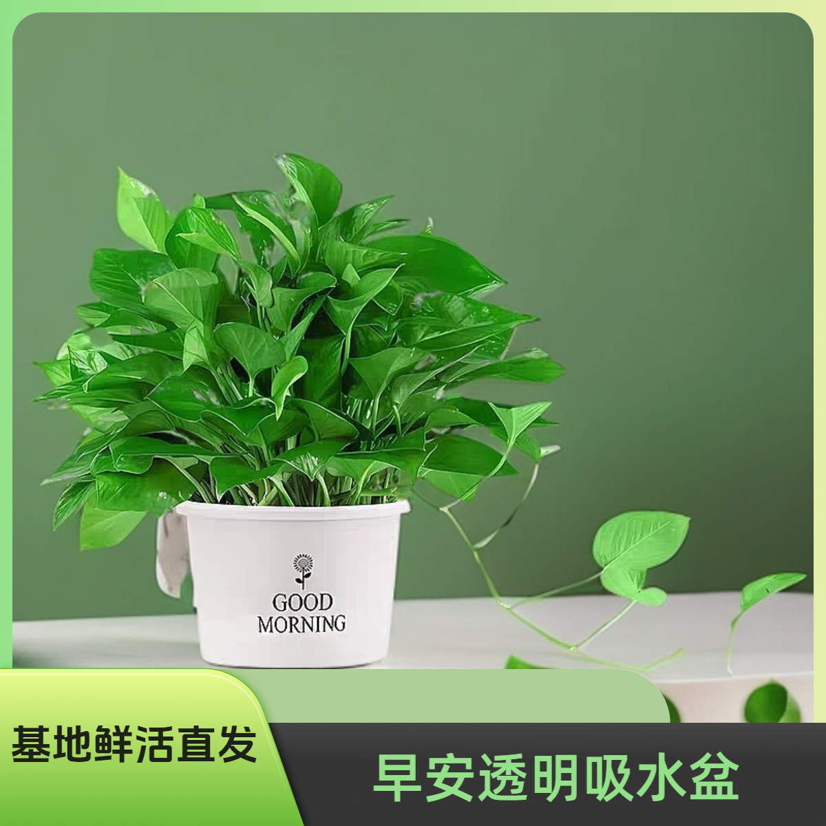 办公桌绿萝室内盆栽室内吸甲醛植物四季常青懒人花卉桌面小绿植