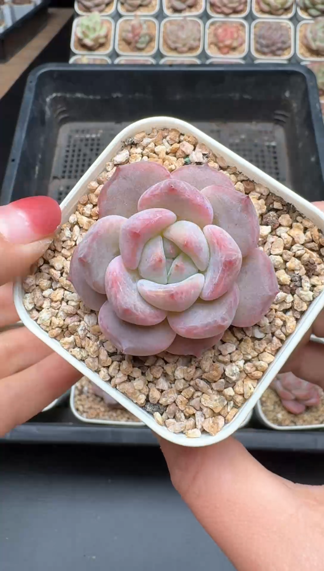 【闪购商品】291号一物一拍珍妮多肉花卉植物3颗起发